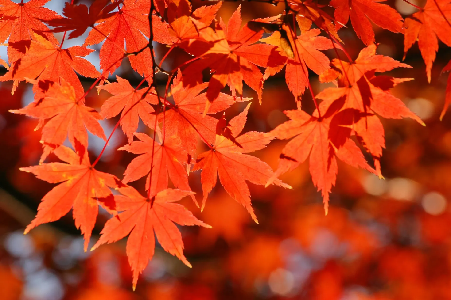 秋の庭を彩る！紅葉が美しい植栽5選🍁